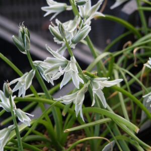 Ornithogalum nutans
