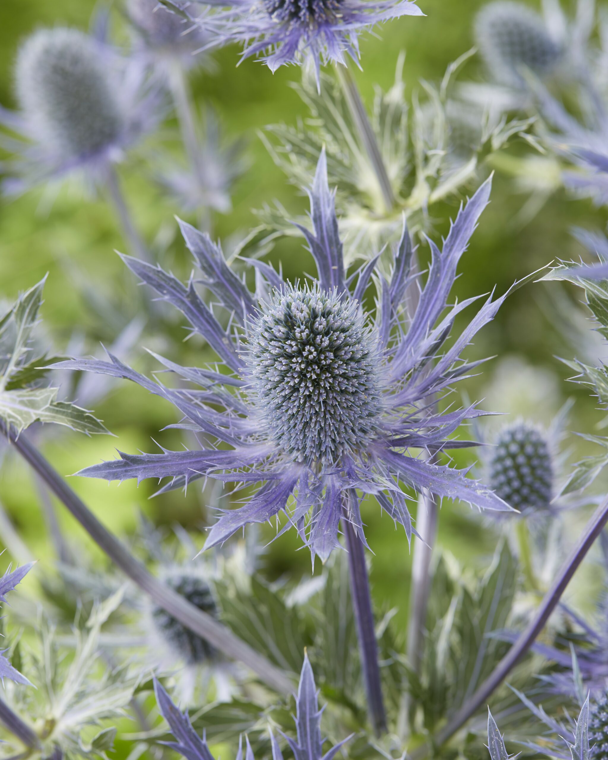 7083_eryngium_zabelii_blue_lagoon_SR_001.jpeg
