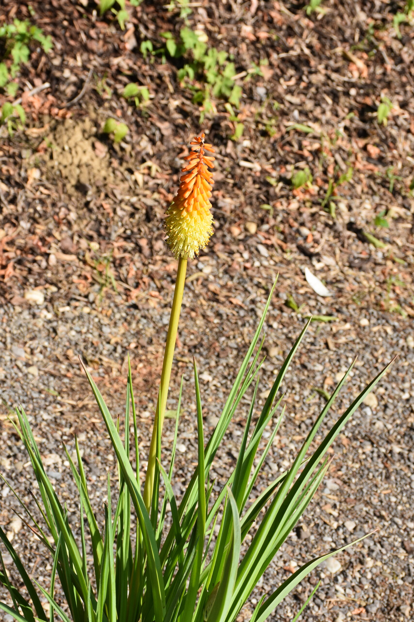 Kniphofia uvaria – Bild 2