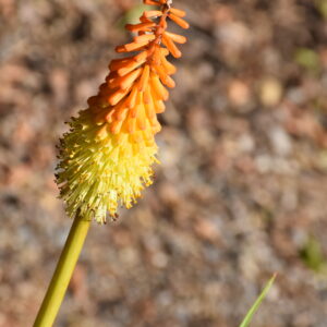 Kniphofia uvaria