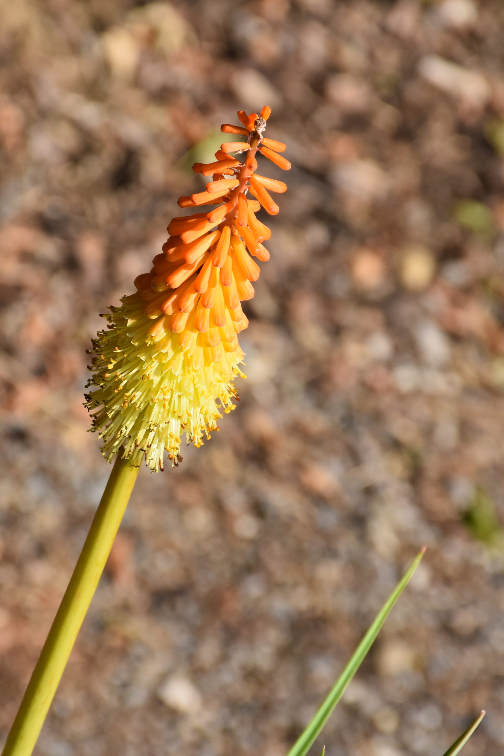 Kniphofia uvaria