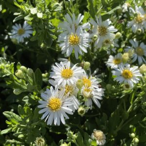 Aster ageratoides 'Ashvi'