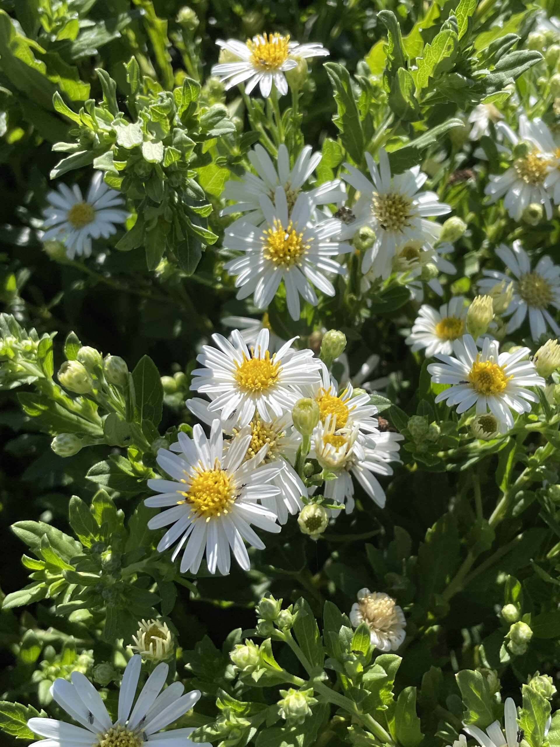Aster ageratoides 'Ashvi'
