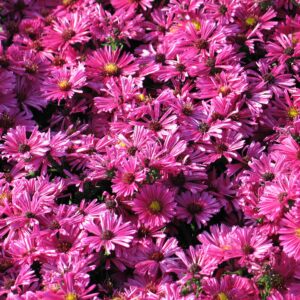 Aster dumosus 'Jenny'