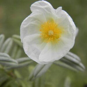 Helianthemum x cult. 'The Bride'