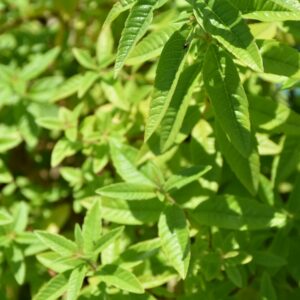 Aloysia triphylla