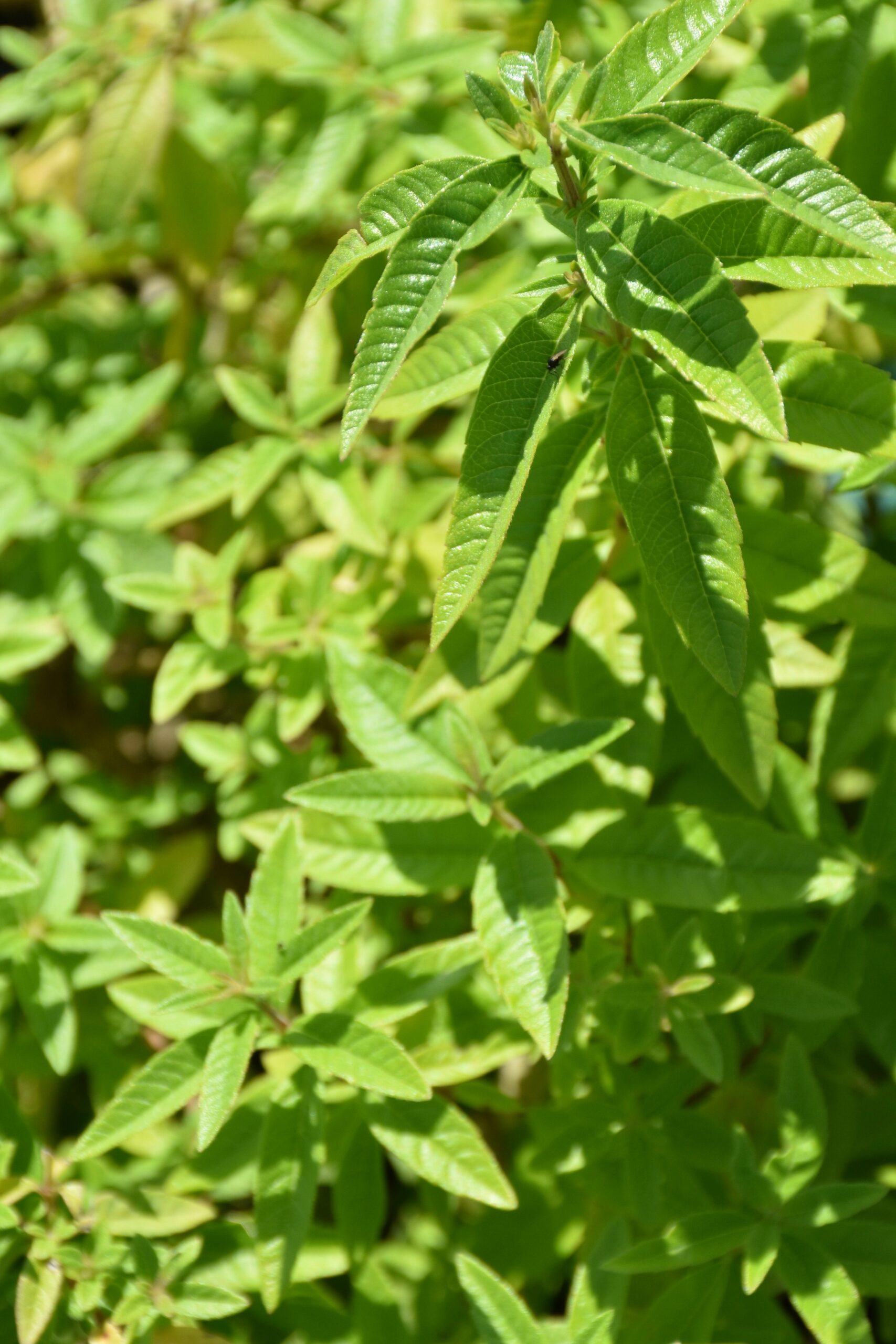 Aloysia triphylla