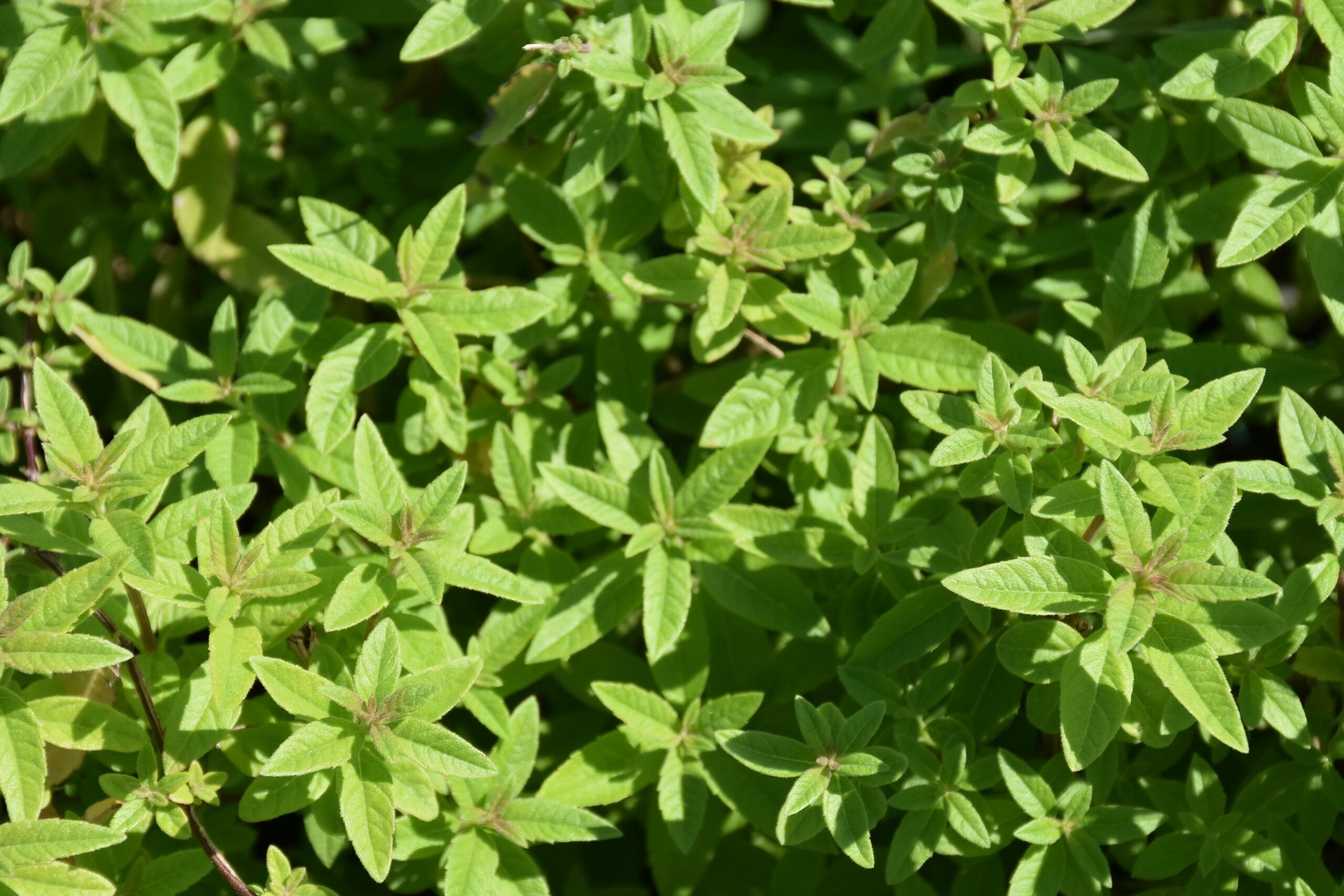 Aloysia triphylla – Bild 2