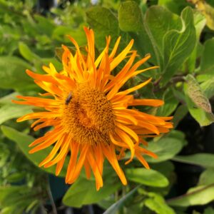 Inula orientalis
