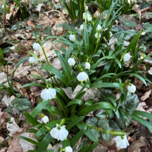 Leucojum vernum