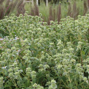 Pycnanthemum muticum