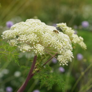Selinum wallichianum