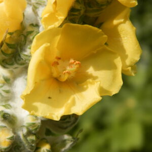 Verbascum bombyciferum 'Polarsommer'