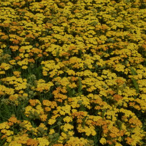 Achillea Milly Rock 'Yellow Terracotta'