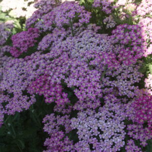 Achillea Milly Rock 'Rose'