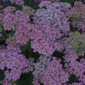 Achillea Milly Rock 'Pink'