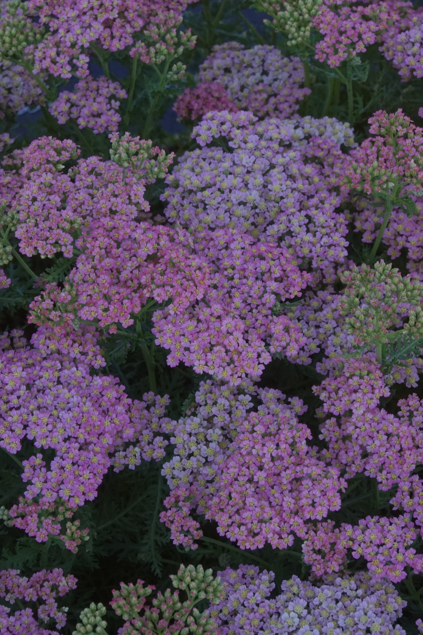 Achillea Milly Rock 'Pink'
