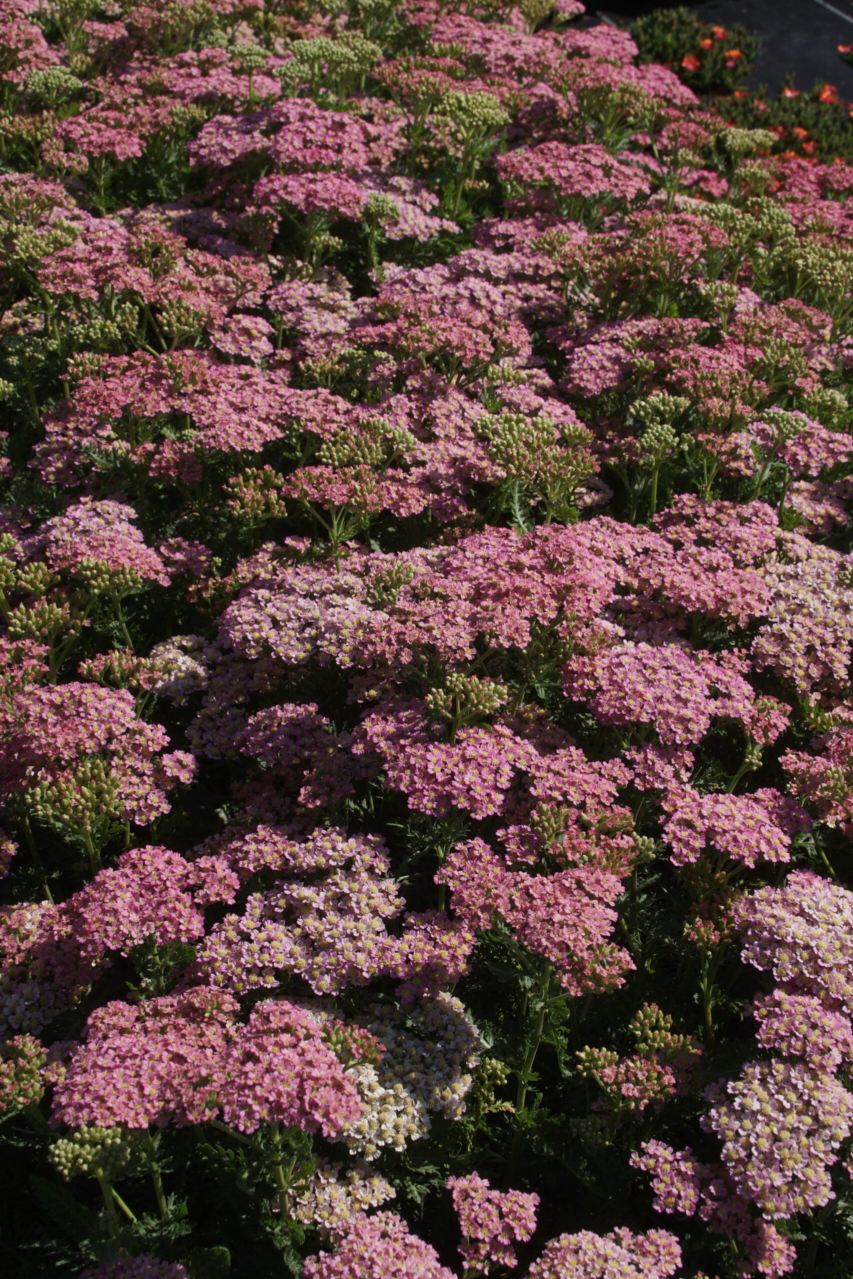 Achillea Milly Rock 'Pink' – Bild 2