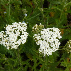 Achillea millef. 'Schneetaler'