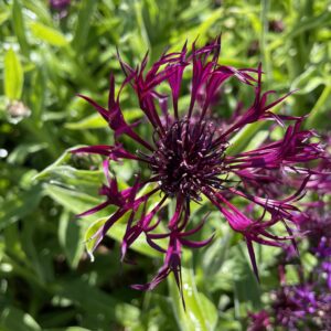 Centaurea montana 'Amethyst Dream'