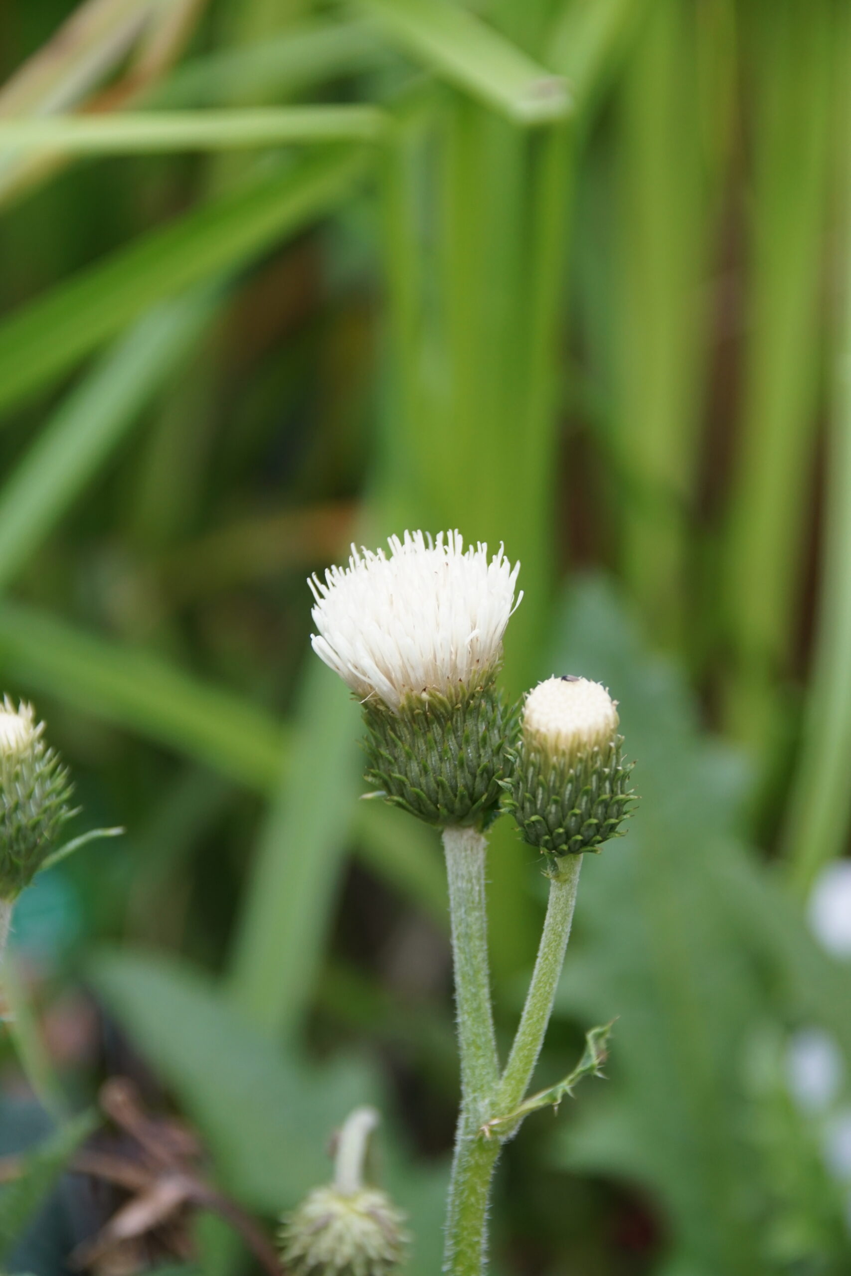Cirsium rivulare 'Frosted Magic' ® – Bild 2