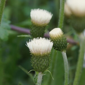 Cirsium rivulare 'Frosted Magic' ®