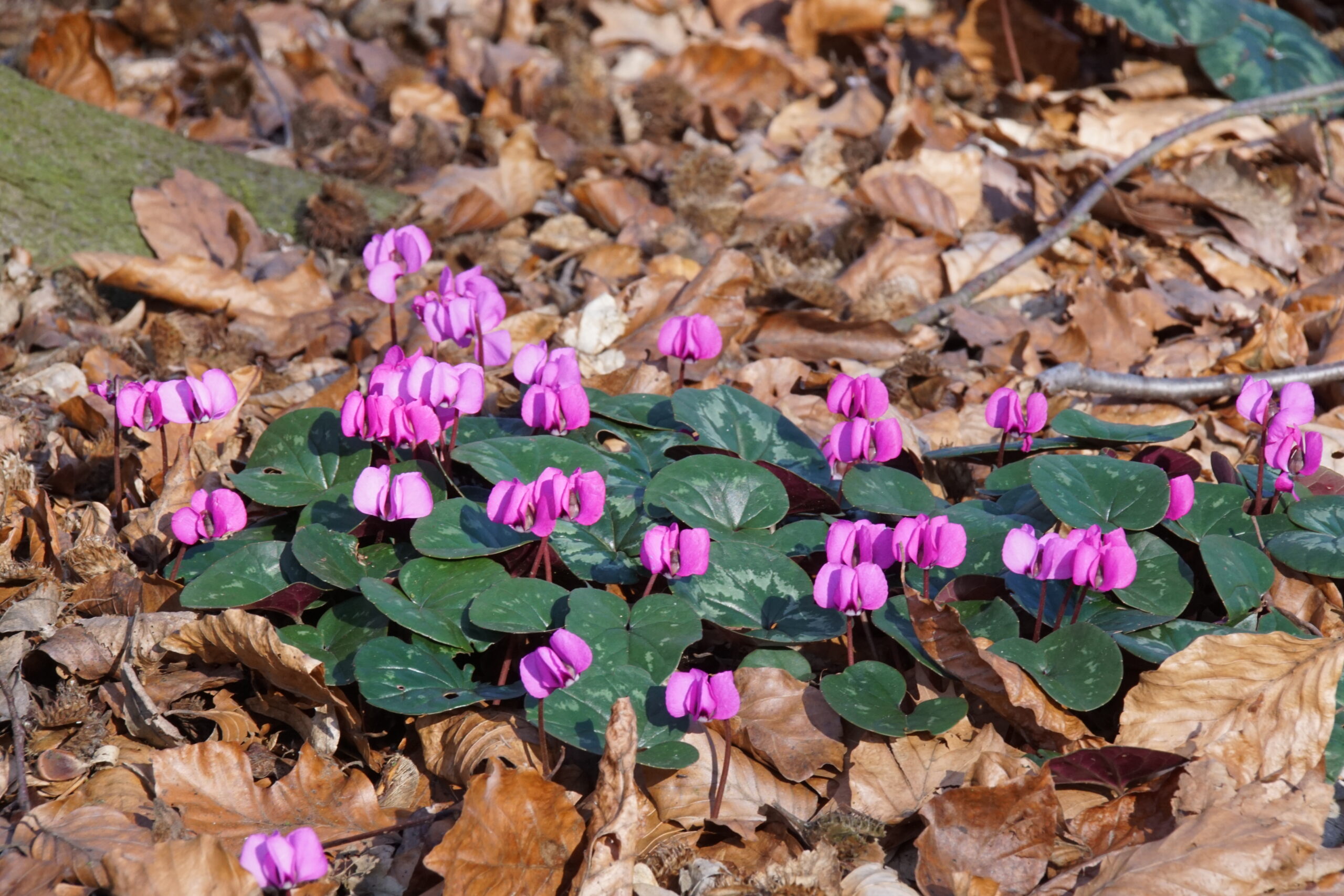 Cyclamen coum 'Rubrum' – Bild 2