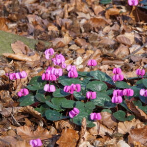 Cyclamen coum 'Rubrum'
