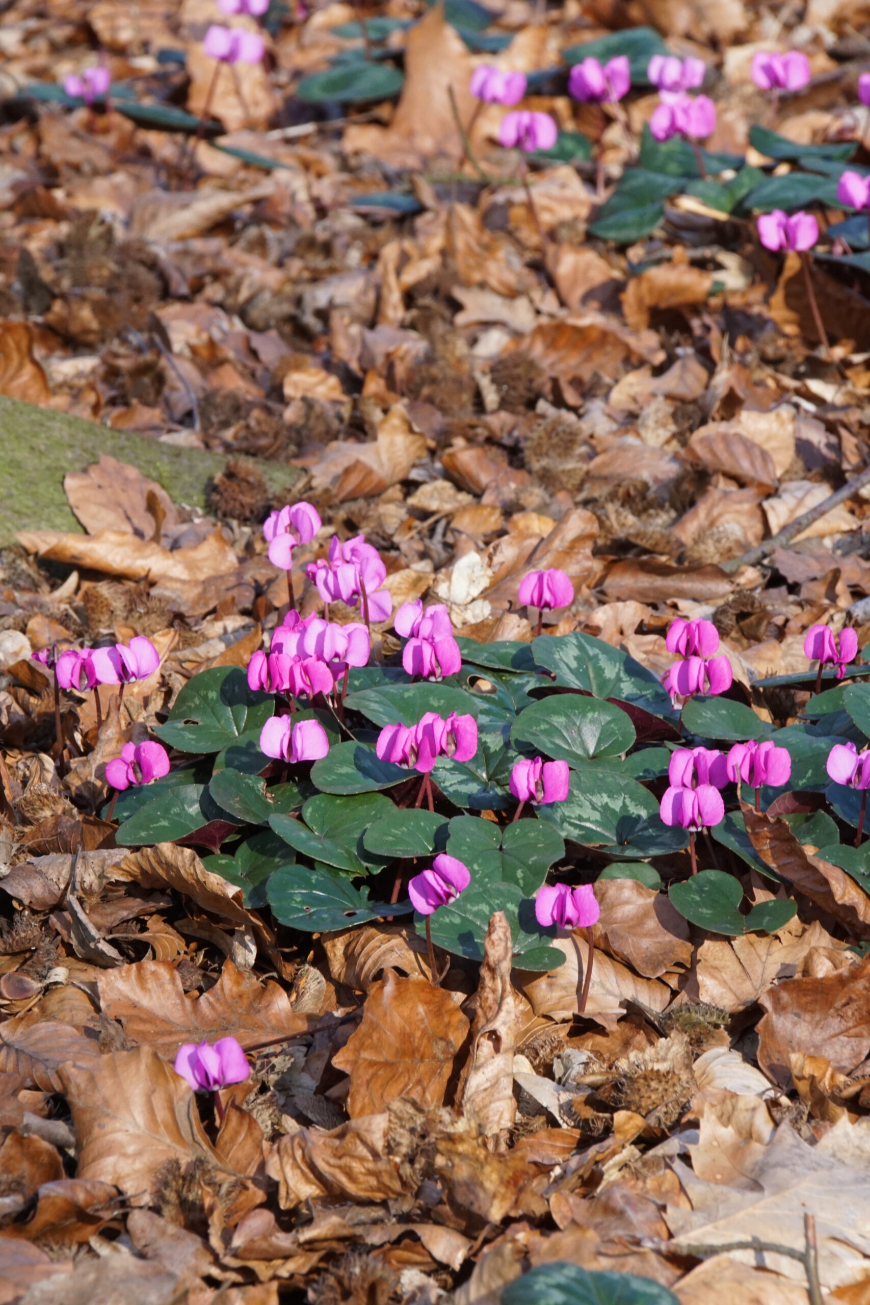 Cyclamen coum 'Rubrum'