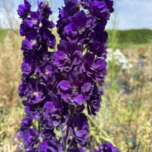 Delphinium 'Paramo Black Velvet'