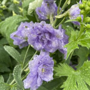 Delphinium 'Paramo Lavanda'