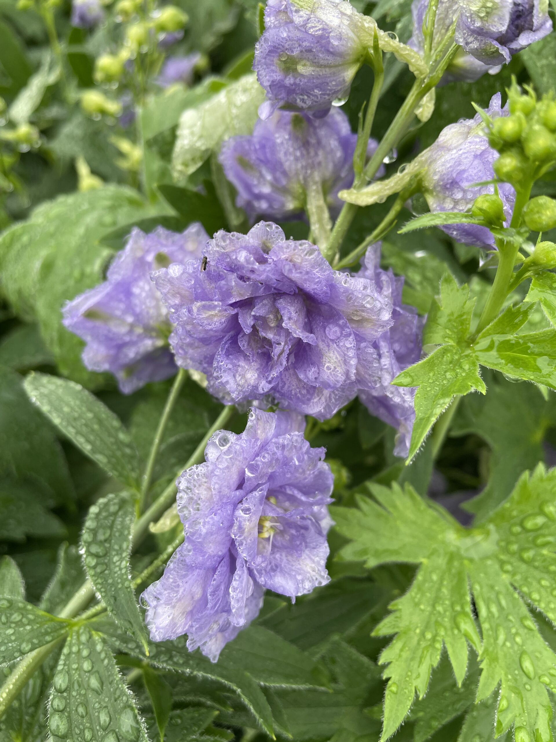 Delphinium 'Paramo Lavanda'