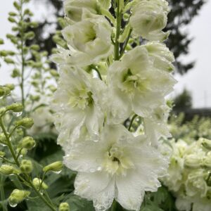 Delphinium 'Paramo Blanca'