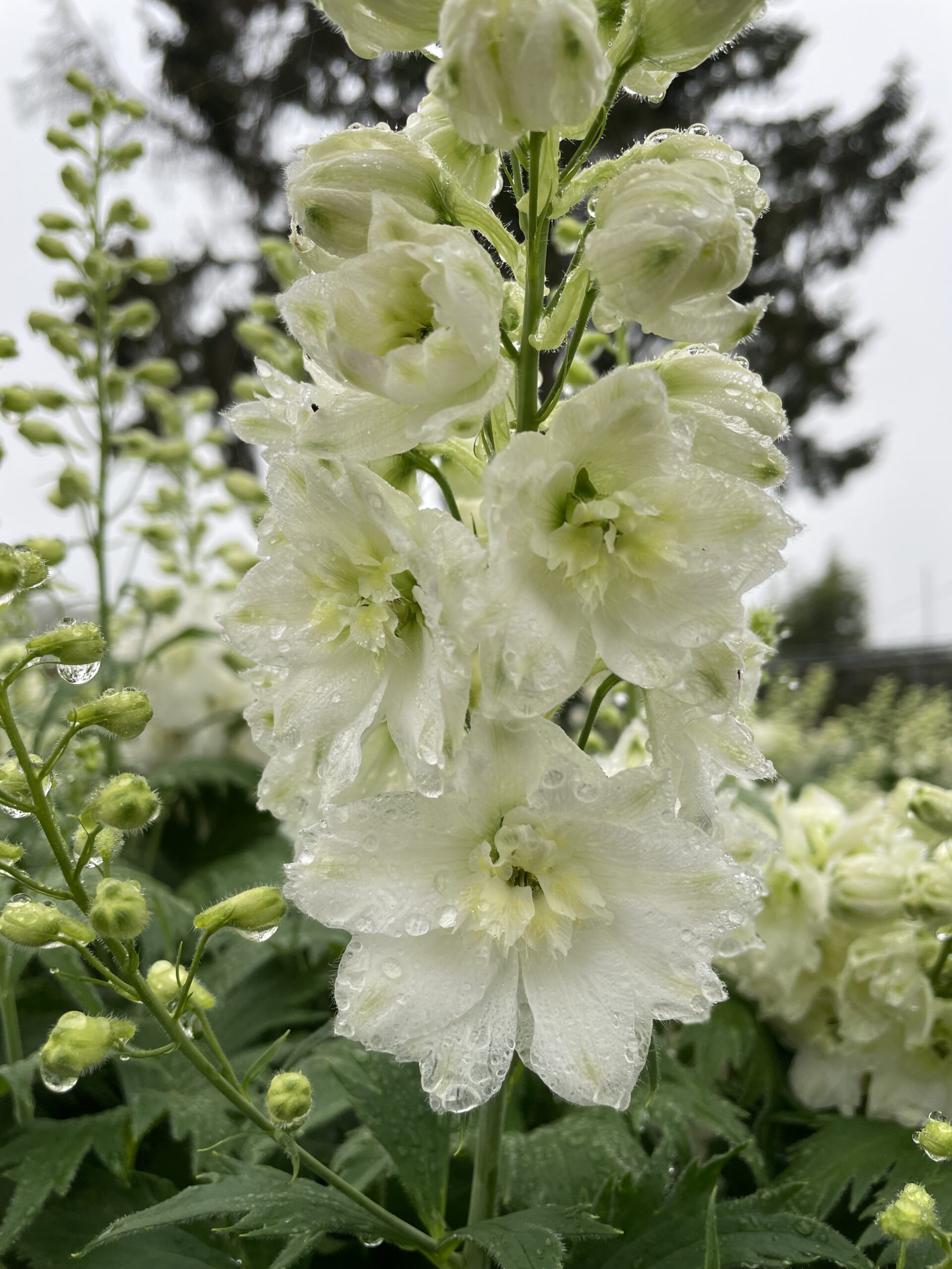 Delphinium 'Paramo Blanca'