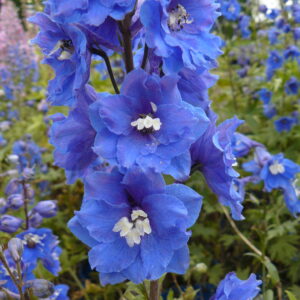 Delphinium Pacific 'Blue Bird'