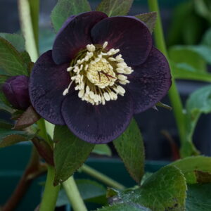 Helleborus x orientalis 'Single Red'