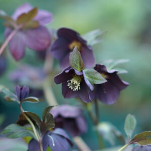 Helleborus x orientalis 'Single Slaty Blue'