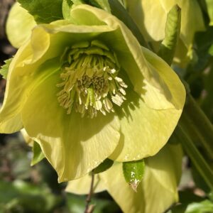 Helleborus x orientalis 'Single Yellow'