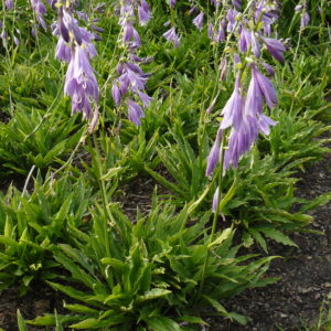 Hosta pulchella 'Stiletto'