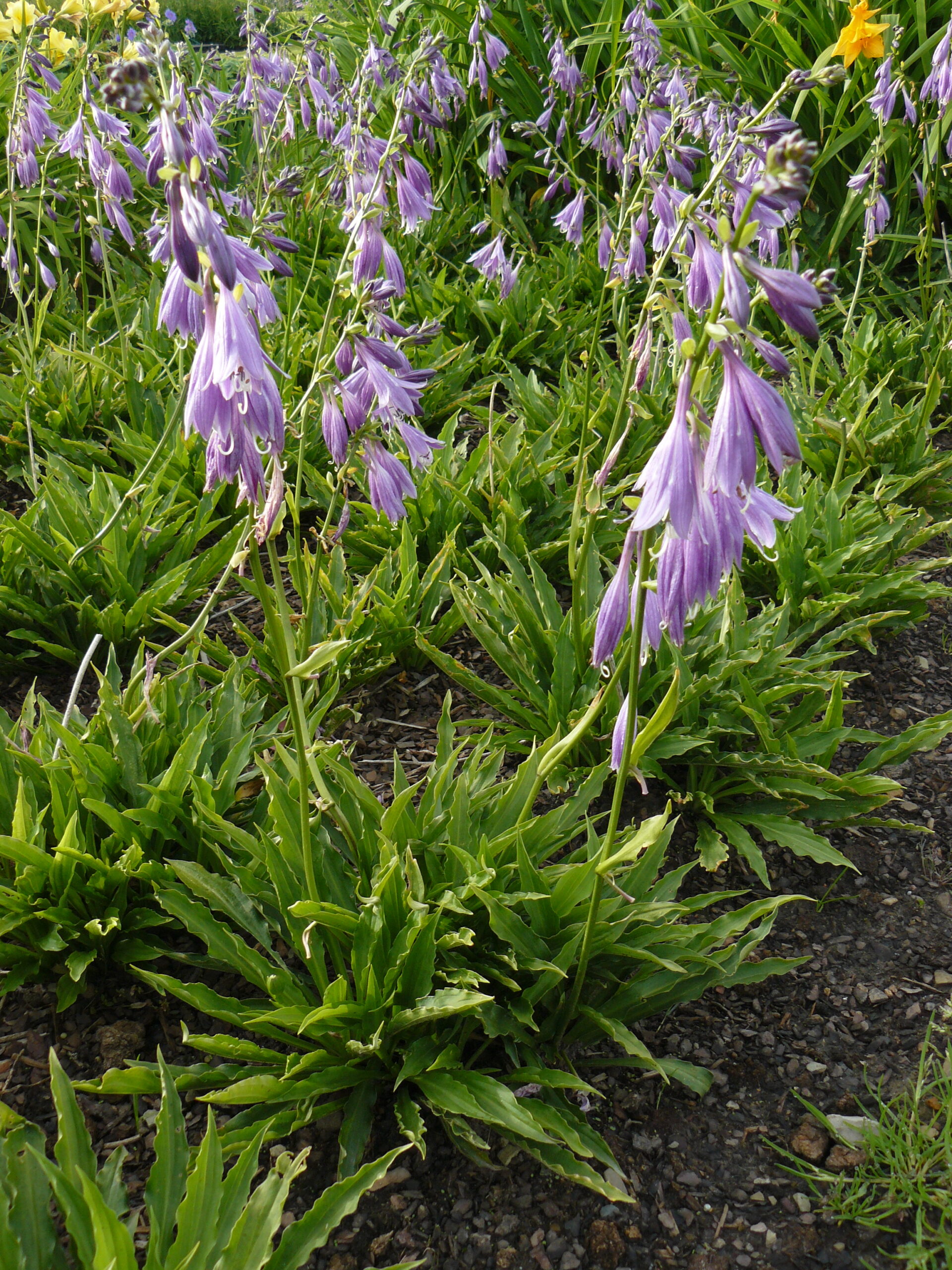 Hosta pulchella 'Stiletto'