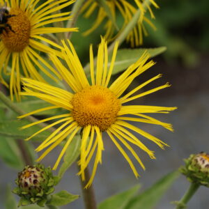 Inula helenium
