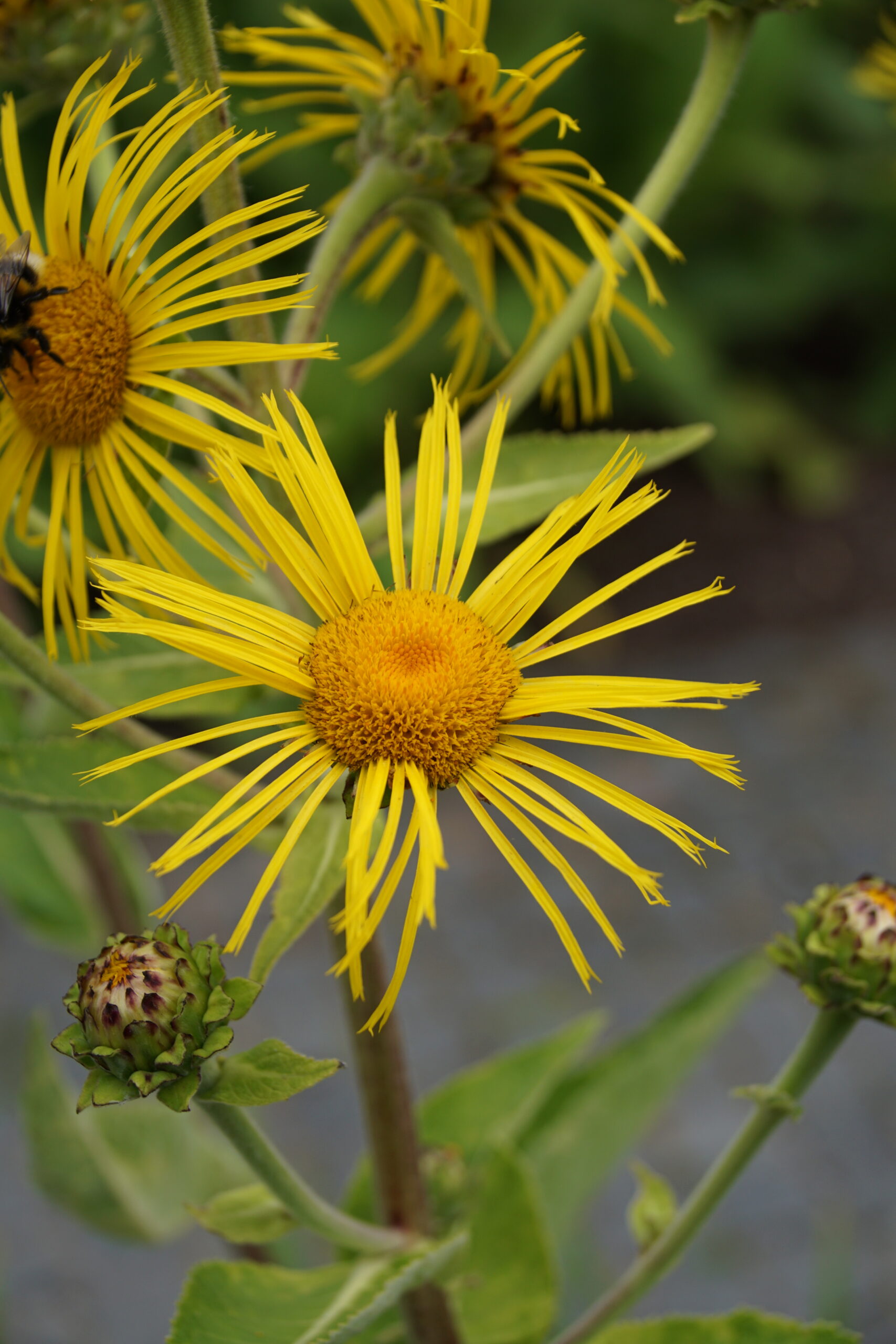 Inula helenium