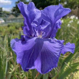 Iris x barbata-elatior 'Blue Luster'