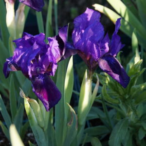 Iris x barbata-nana 'Little Shadow'