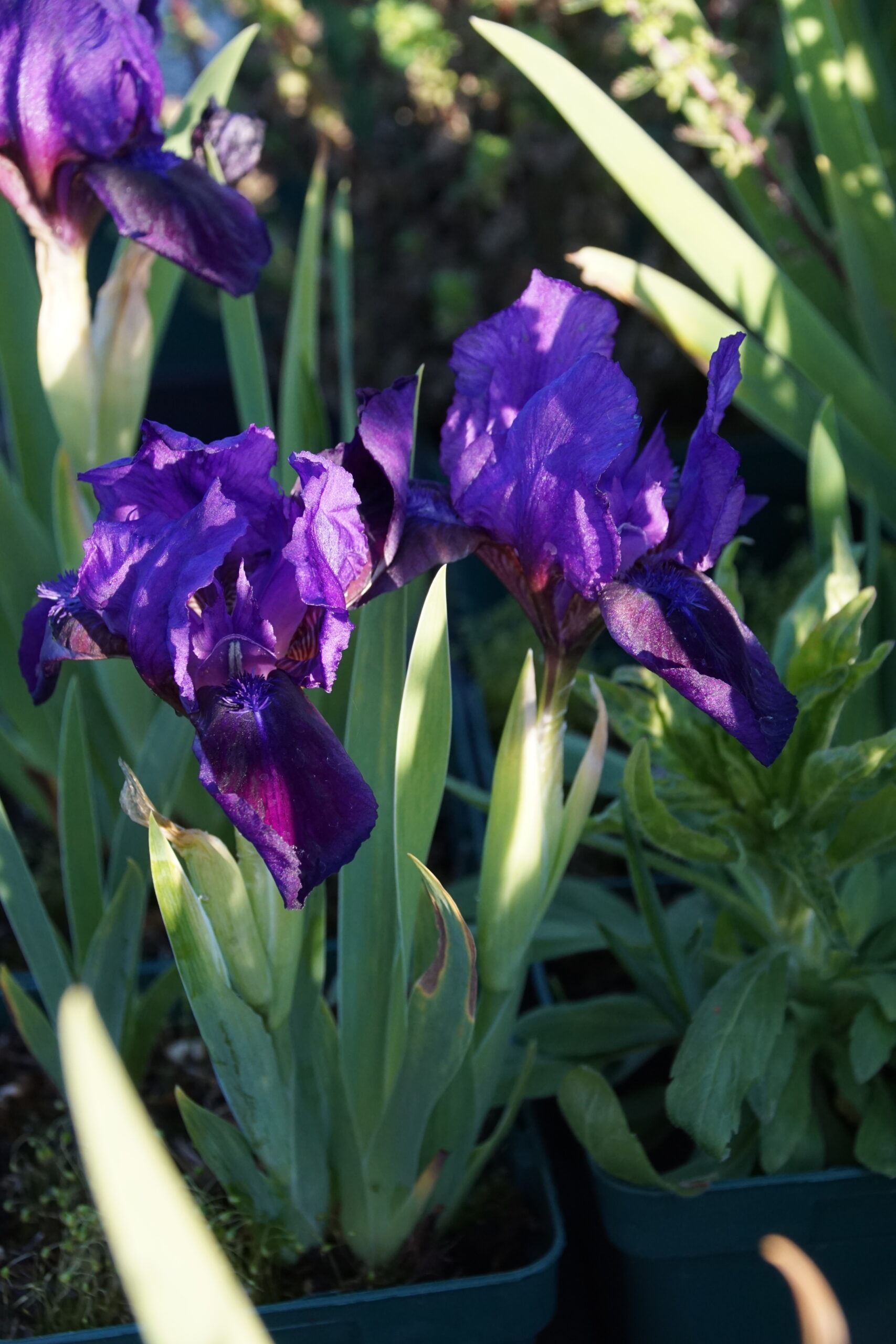 Iris x barbata-nana 'Little Shadow'