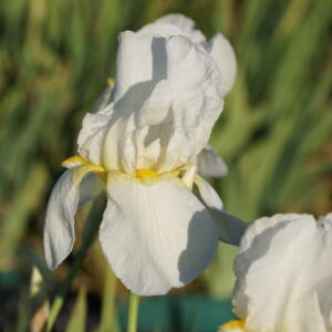 Iris x barbata-elatior 'Lugano'