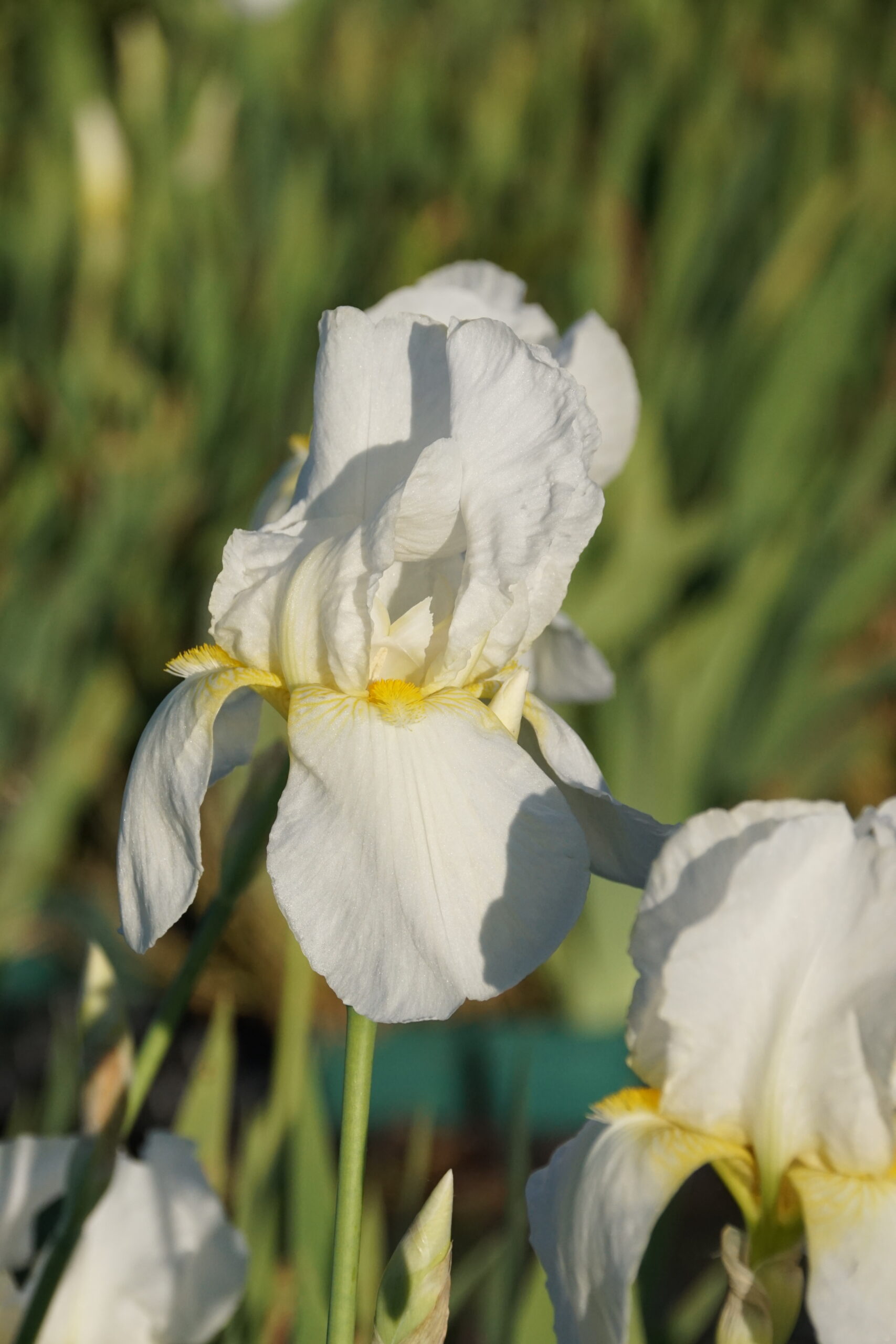 Iris x barbata-elatior 'Lugano'