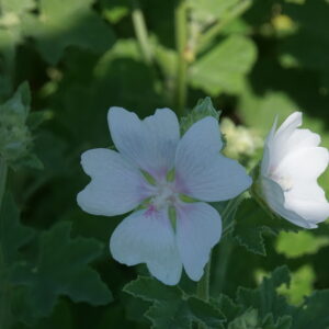 Lavatera x olbia 'White Angel'