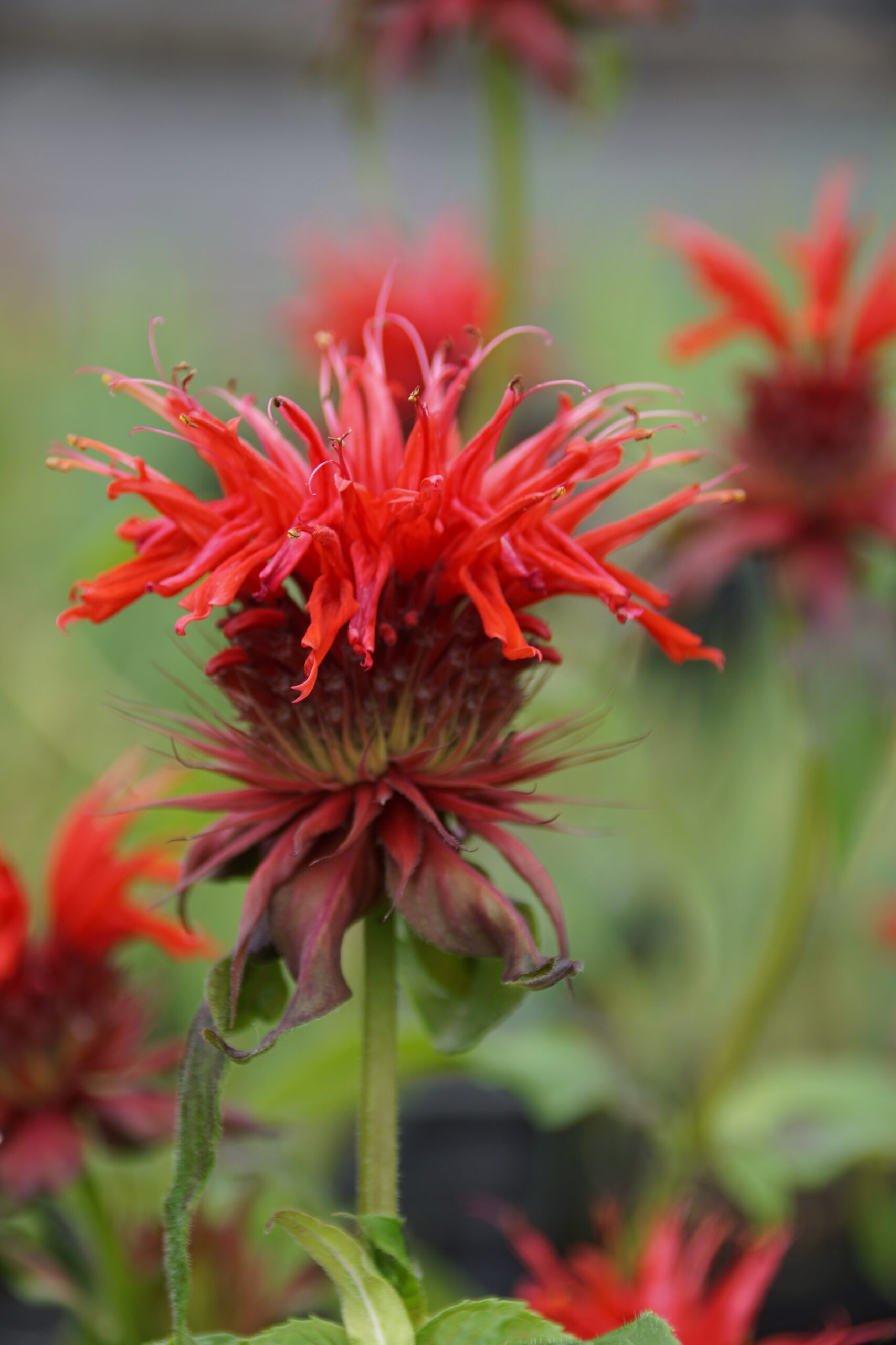 Monarda didyma 'Red Shades' – Bild 2