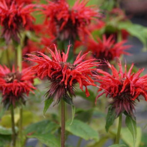 Monarda didyma 'Red Shades'